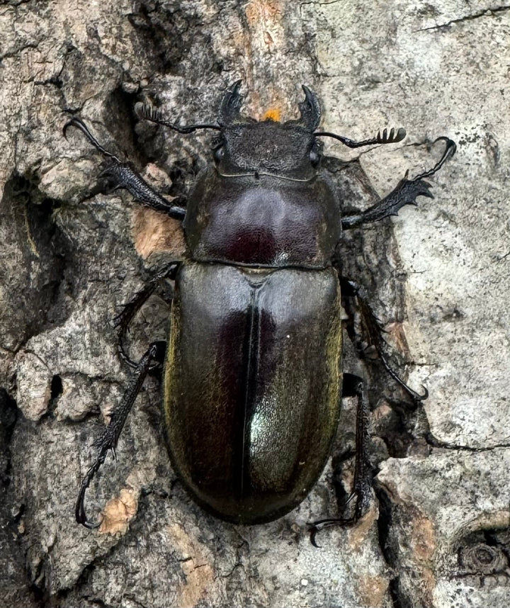 【WD】《チベットミヤマ原名亜種 50mm ペア》