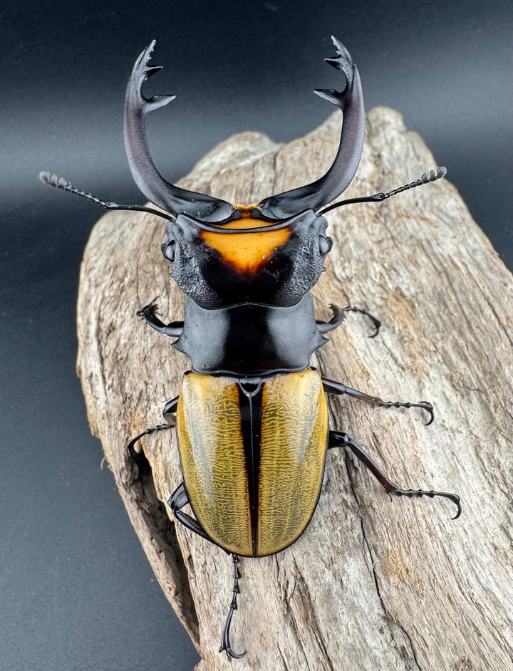 【WD】《ラコダールツヤクワガタ 76.5mm ペア》