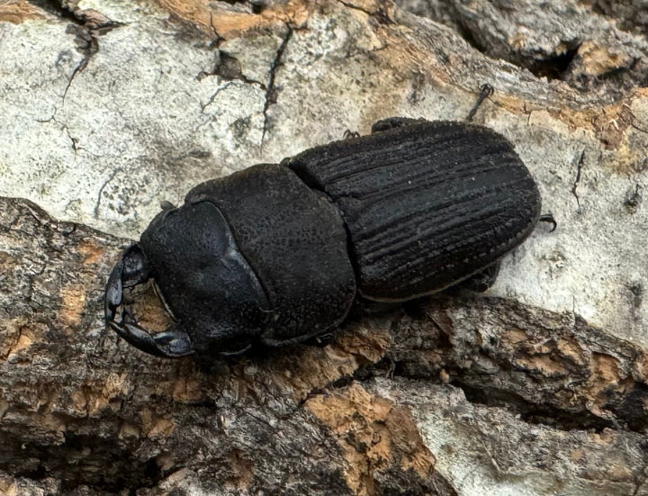 《カワムラサビクワガタ 26.5mm ペア》わたくわ氏ブリード個体