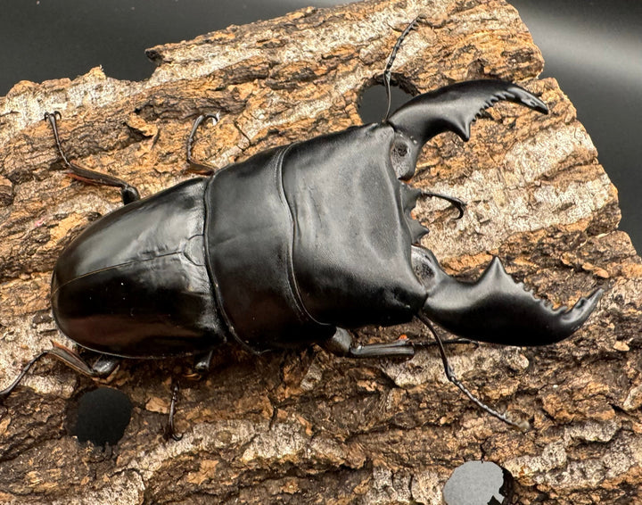 極太《スマトラオオヒラタ 90.5mm ペア》