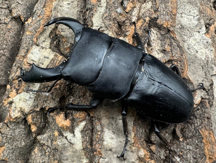 【WD】ショートホーン《スラウェシオオヒラタ 南スラウェシ産 80mm ペア》