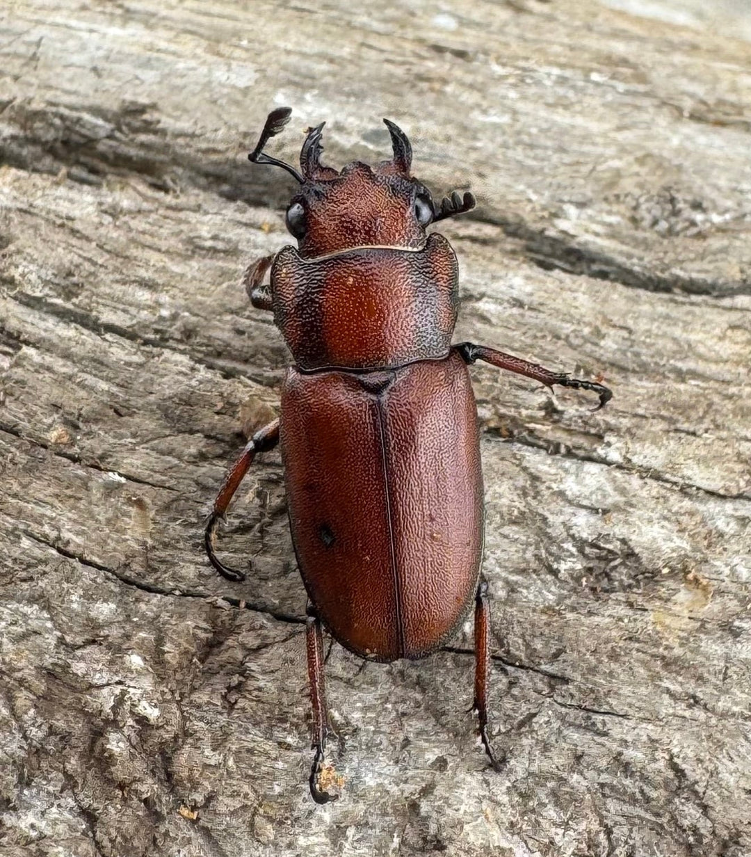 【WD】《スズムラホソアカ ロハス産 39.5mm A’品ペア》