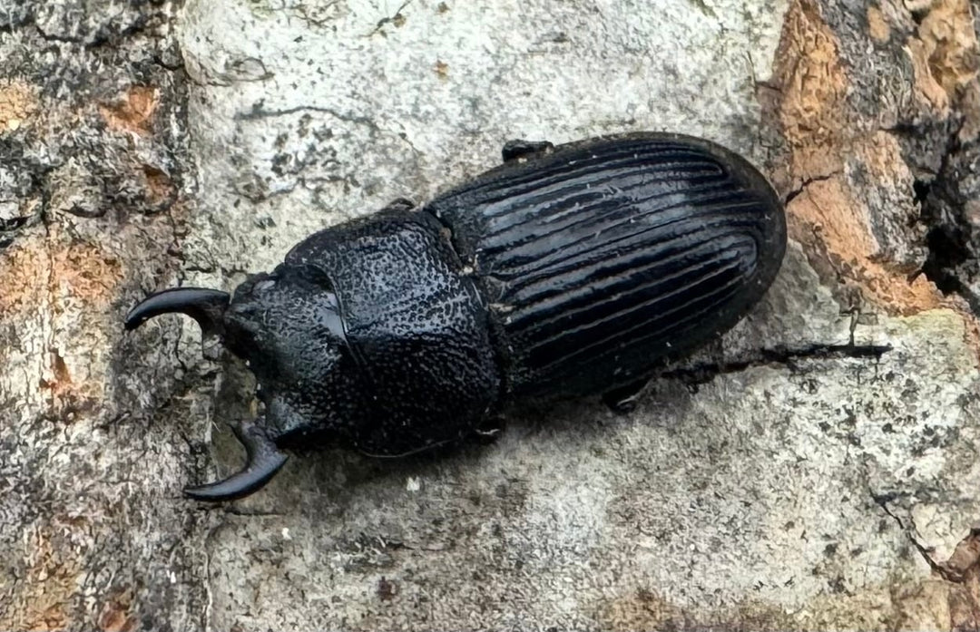 【WD】《フィリピンネブト原名亜種 Free ペア》