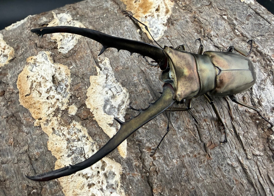 《メタリフェルホソアカ亜種イソガイ 76.5mm ♂単B品