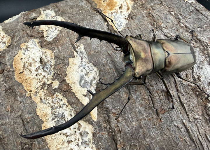 《メタリフェルホソアカ亜種イソガイ 76.5mm ♂単B品