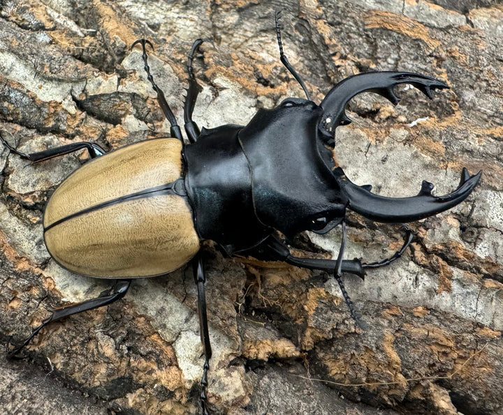 【WD】《モウホツヤクワガタ亜種エレガンス 67mm ペア》