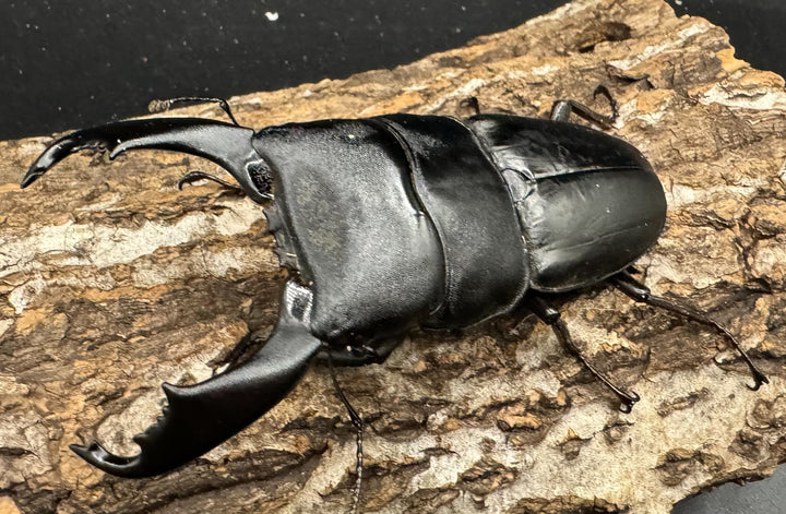 【WD】《西ペレンオオヒラタ 93.5mm ペア》