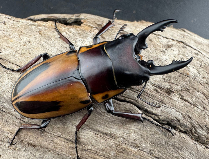 【WD】《ファブリースノコギリ原名亜種 49.5mm A'品ペア》