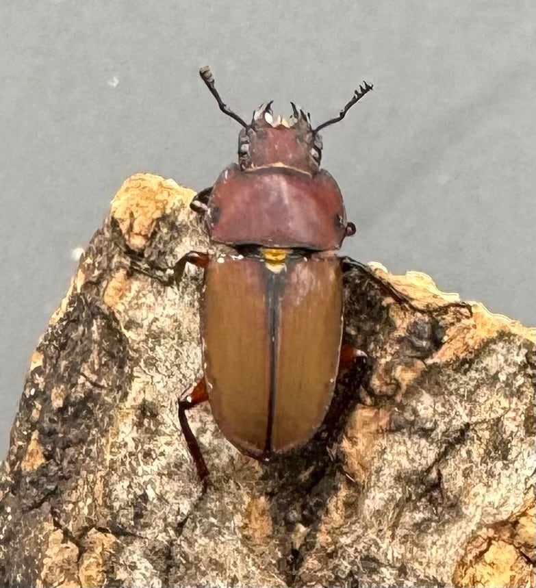 《ブルメイスターホソクワ ペア》コロ助氏ブリード個体