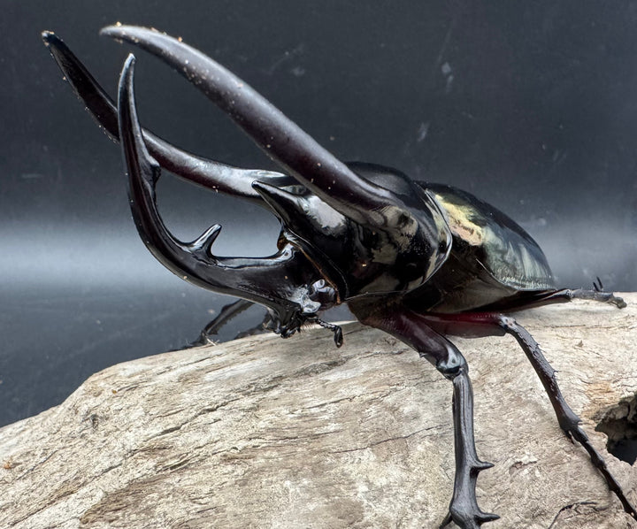 【WD】《ジャワコーカサスオオカブト 110mm A'品ペア》