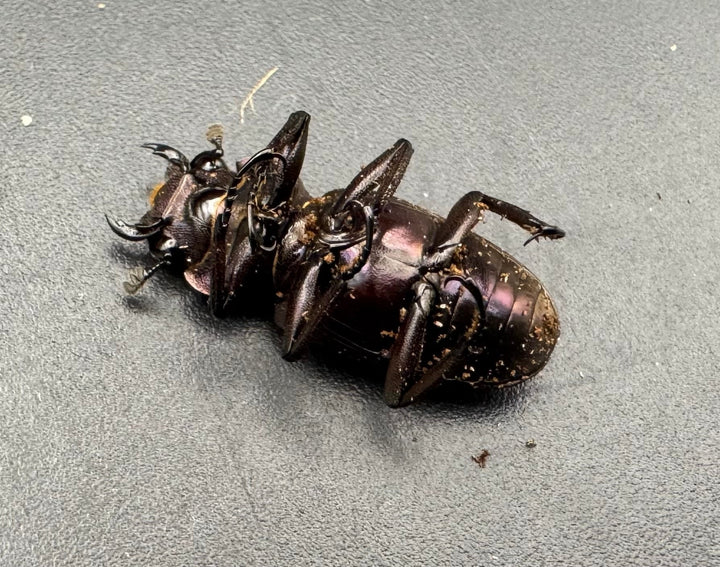 【美麗】《メタリフェルホソアカ 73mm ペア》わたくわ氏ブリード個体