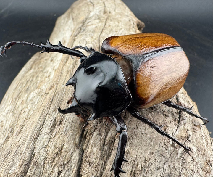 【F0】《スキットゴホンツノカブト 52mm ペア》