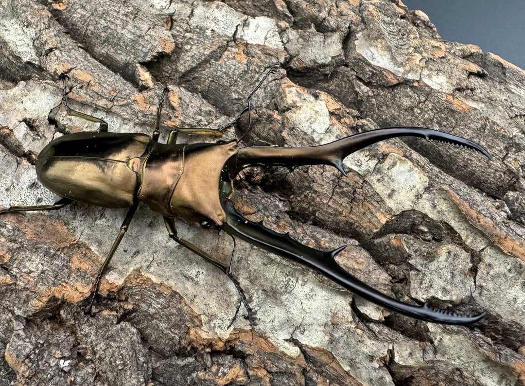 【WD】《メタリフェルホソアカ 85mm ペア》