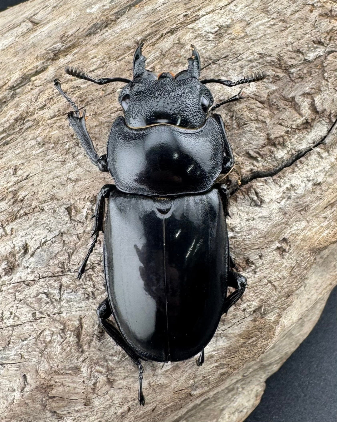 【WD】《マンディブラリスフタマタ 95mm ペア》