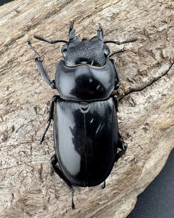 【WD】《マンディブラリスフタマタ 95mm ペア》