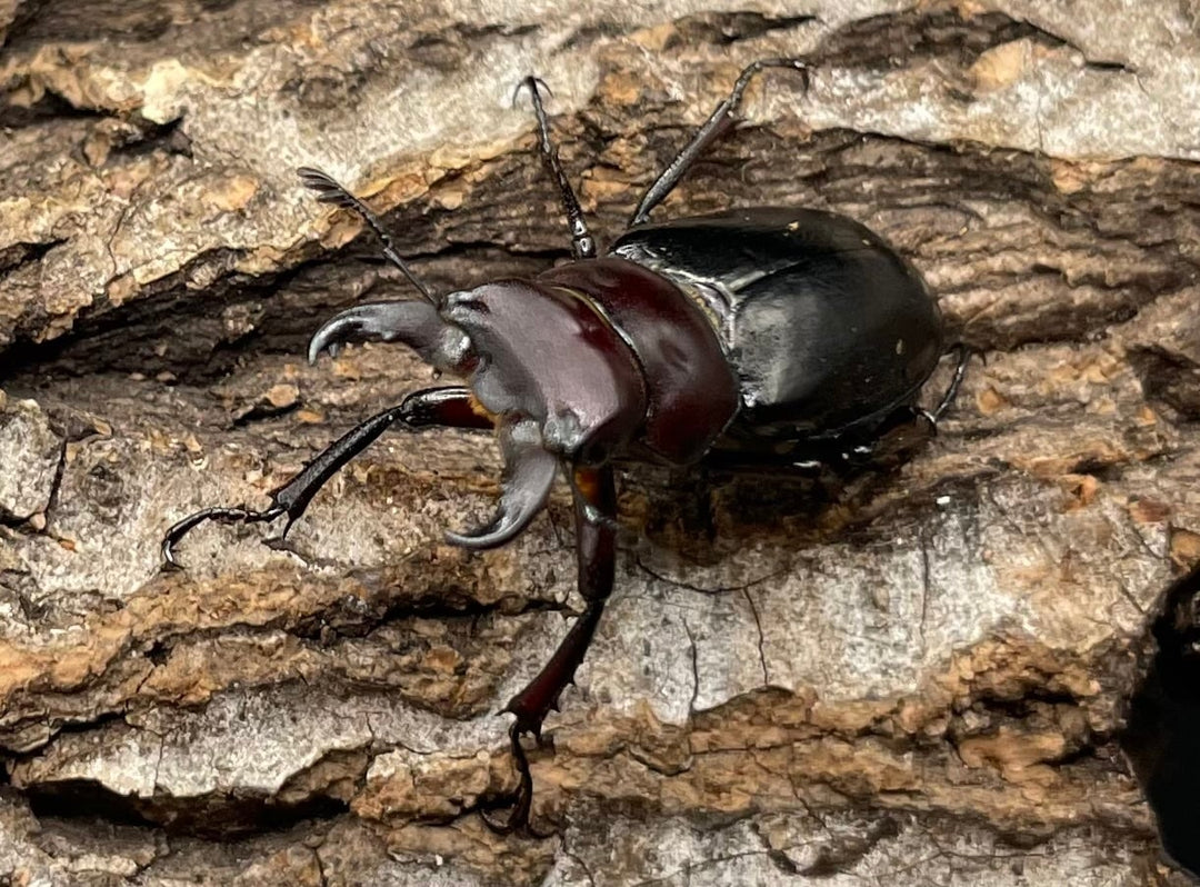 《ミクラミヤマ 神津島産 Free ペア》