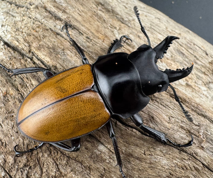 【WD】《ニティドゥスマルバネ亜種lemeei 広西壮族産 46.5mm A’品ペア》②