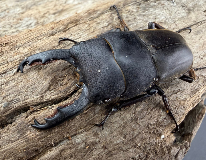 【WD】《タウルスヒラタ原名亜種 パダン産 45mm ペア》