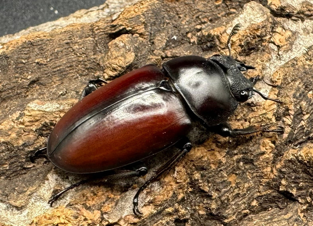 【WD】《チベット産 ドンキエルコクワ原名亜種 51mm ペア》