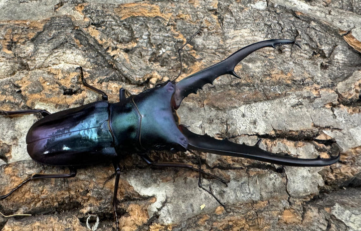 【美麗】高グレード《メタリフェルホソアカ 75mm ペア》わたくわ氏ブリード個体