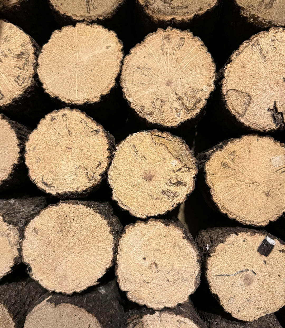 【3年物】産卵木 クヌギ材 Mサイズ 1本