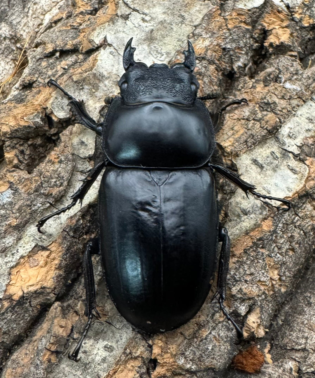 《インドアンタエウス タイガーヒル産 70mm ペア》