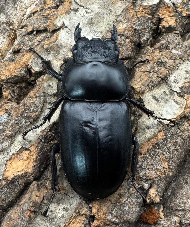 《インドアンタエウス タイガーヒル産 70mm ペア》