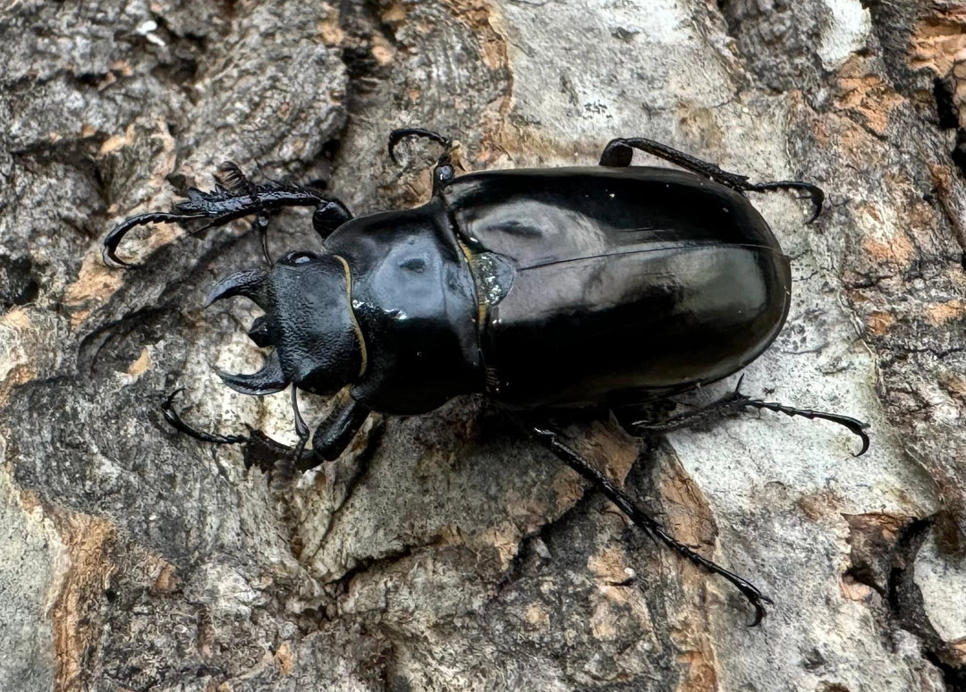 【WD】《レスネミヤマ Free ♀単》