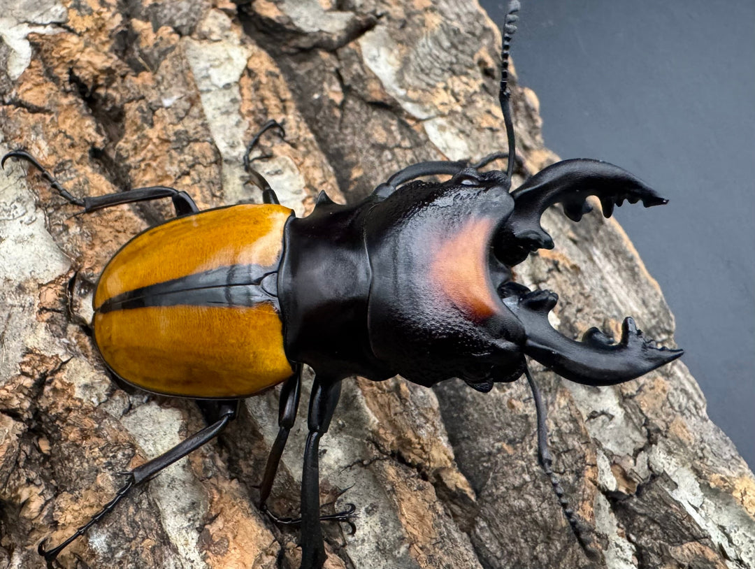 【WD】《ボーレンホーベンツヤクワガタ 62mm ペア》