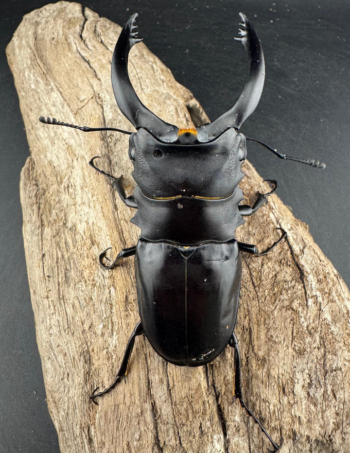 【WD】大型《アルケスツヤクワガタ 91.5mm ペア》