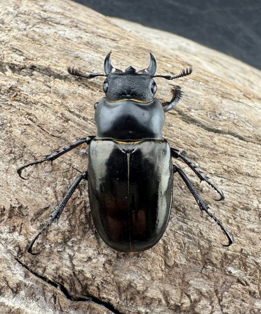 【WD】《レスネミヤマクワガタ 34.5mm ペア》