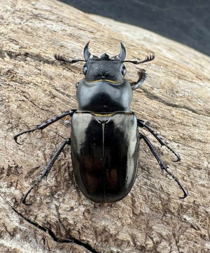 【WD】《レスネミヤマクワガタ 34.5mm ペア》