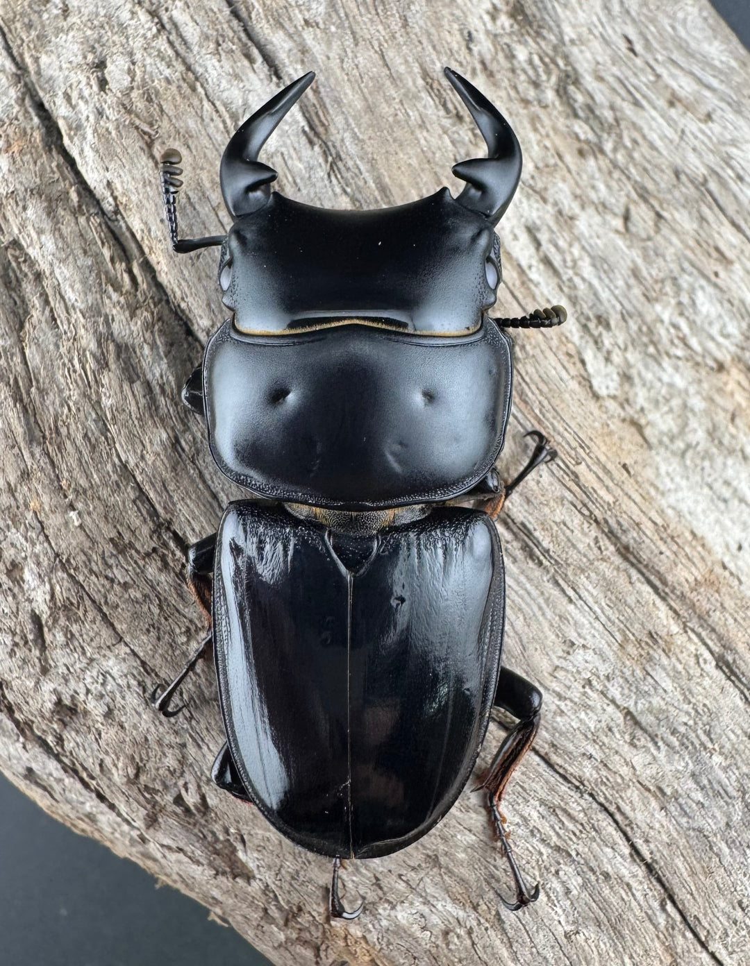 《インドグランディスオオクワ 54mm ♂単》