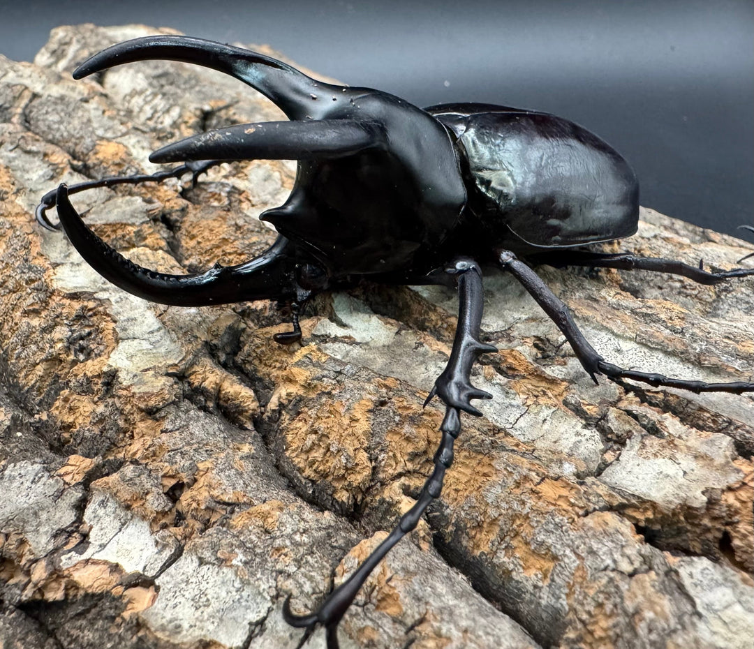 【WD】《モーレンカンプオオカブト 92.5mm ペア》