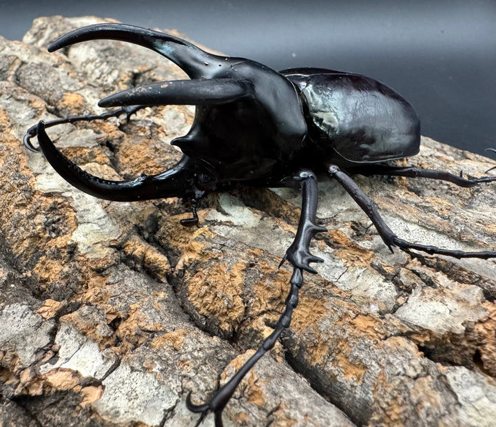 【WD】《モーレンカンプオオカブト 92.5mm ペア》