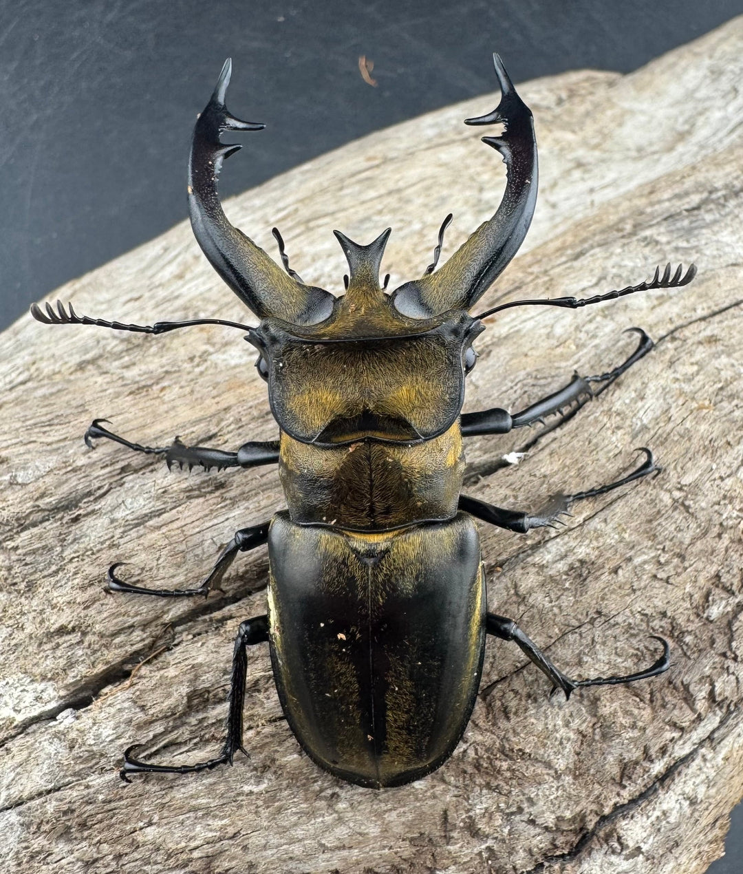 【WD】《フルキフェルミヤマ 64mm ペア》