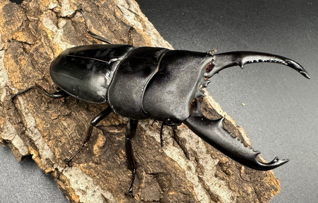 【WD】大型《ミンダナオヒラタ 91.5mmUP ペア》