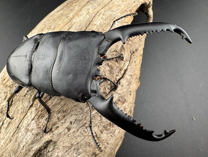 【WD】良型《パラワンオオヒラタ バタラザ産 99.5mm ペア》