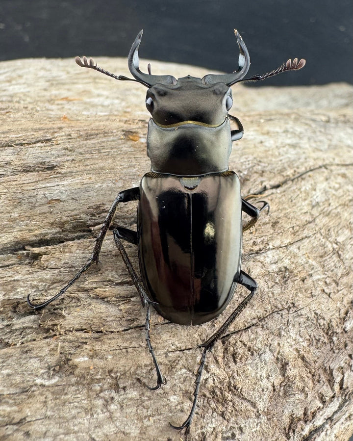 【WD】《ミンイミヤマクワガタ 33mm ペア》