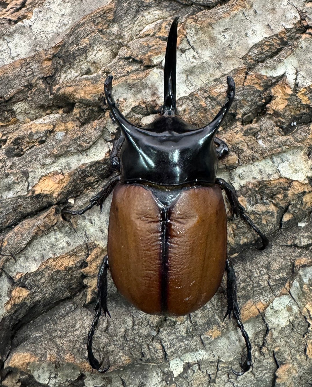 【WD】《サンボンヅノカブト 59.5mm ペア》