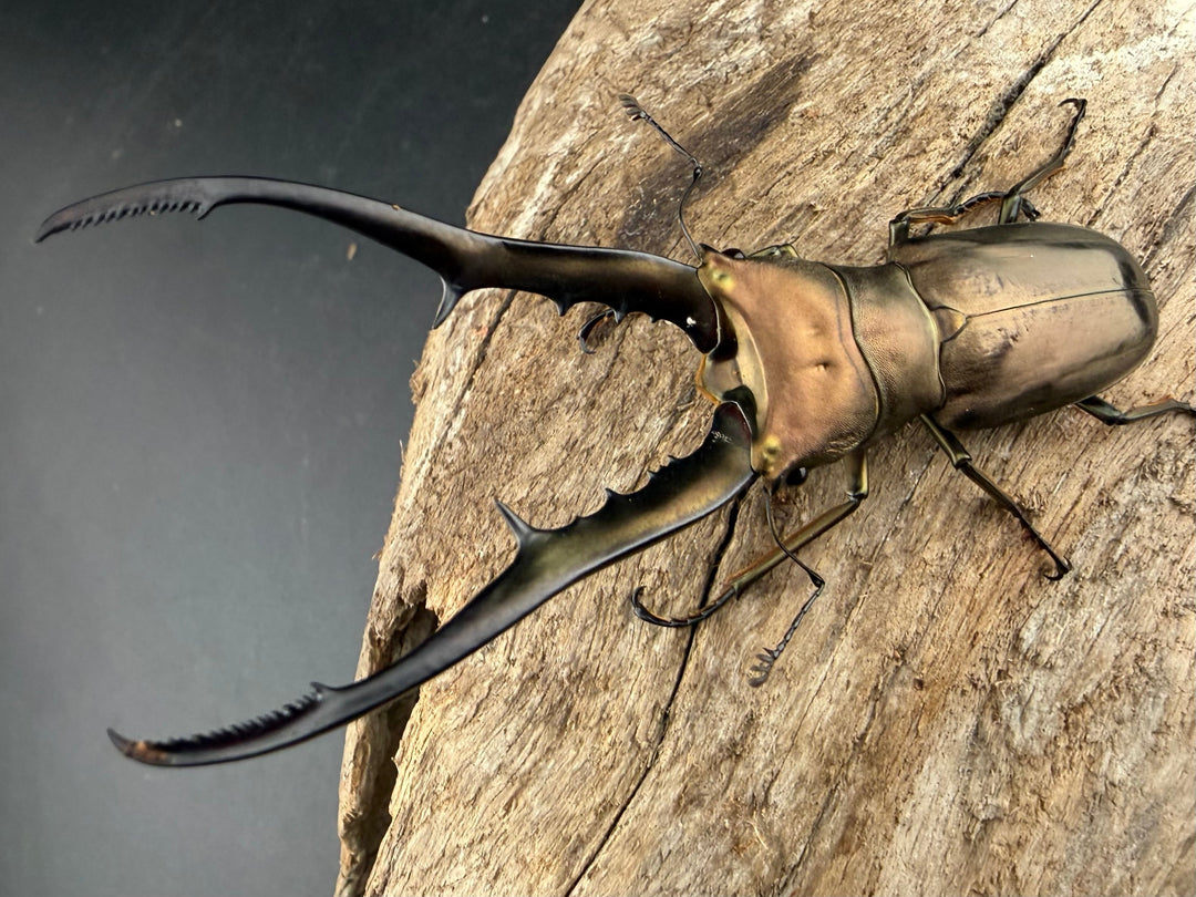 【WD】《メタリフェルホソアカ亜種finae 81.5mm ペア》