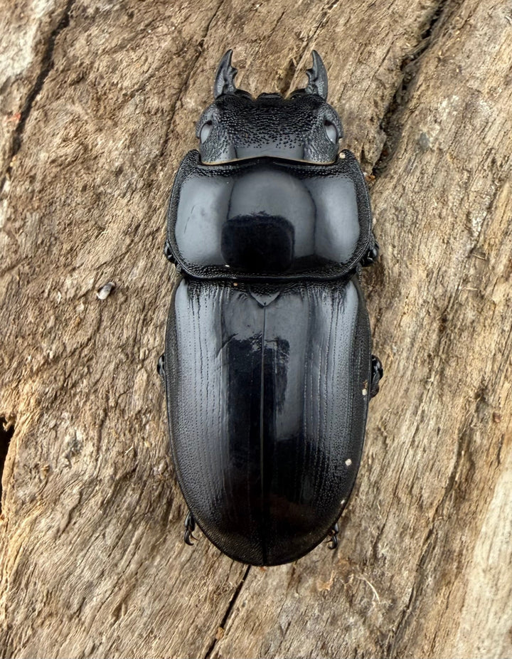 【WD】《アルキデスヒラタ アチェ産 長歯 87mm ペア》