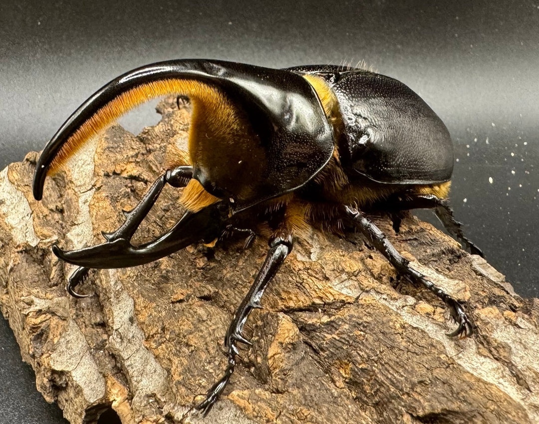 《サタンオオカブト 93mm ペア》