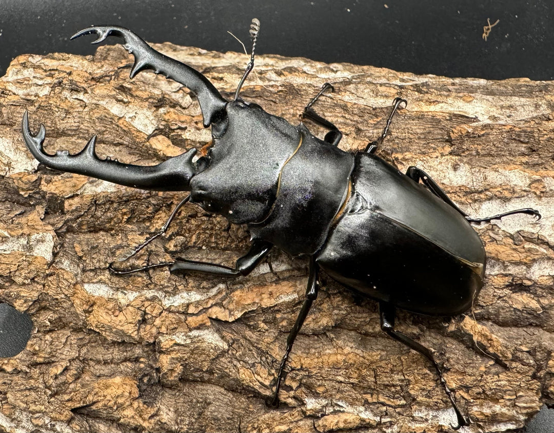 【WD】《ギラファノコギリ亜種ボロブドゥール 92mm ペア》