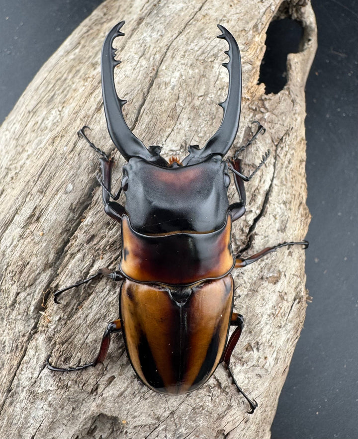 《ファブリースノコギリ亜種タカクワイ 75mm ペア》