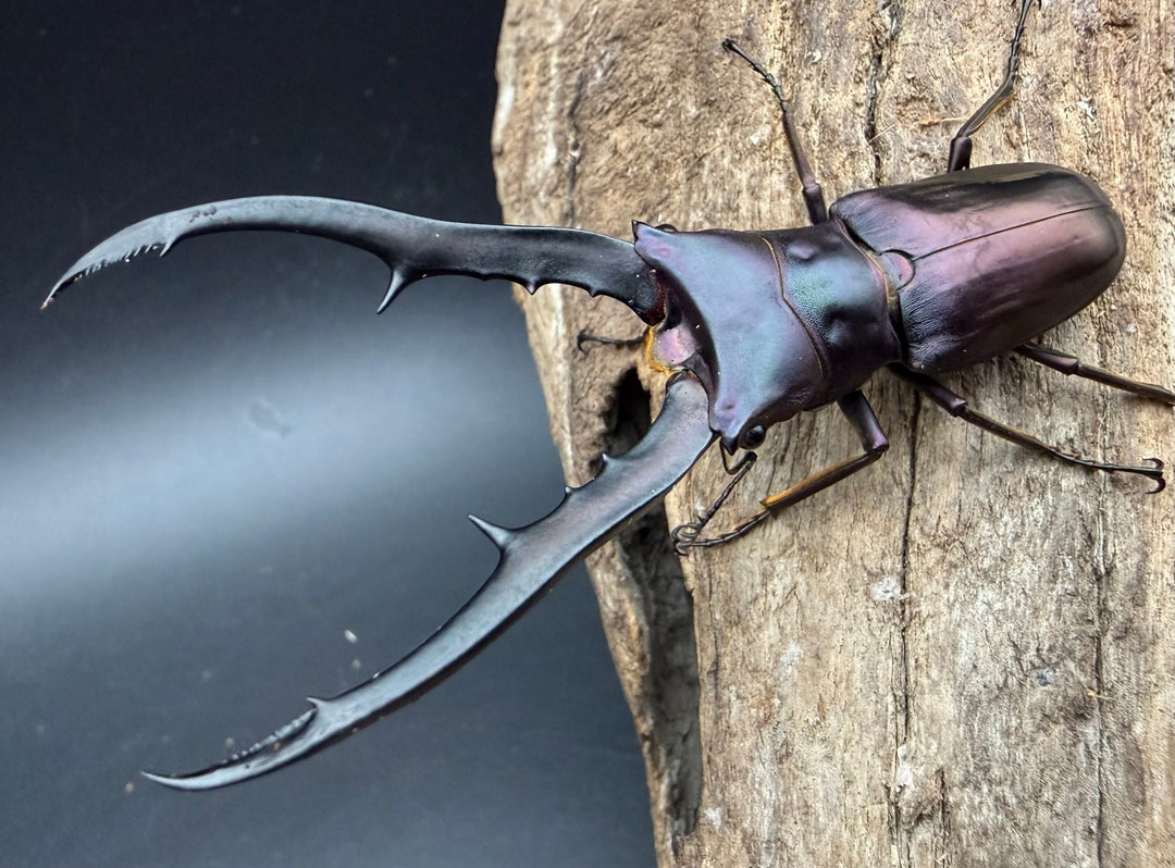 《メタリフェルホソアカ亜種フィナエ パープル系 75.5mm ペア》