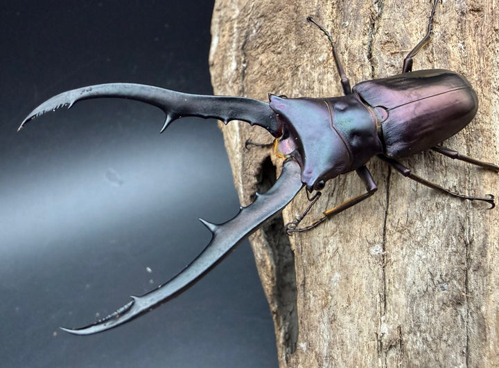 《メタリフェルホソアカ亜種フィナエ パープル系 75.5mm ペア》