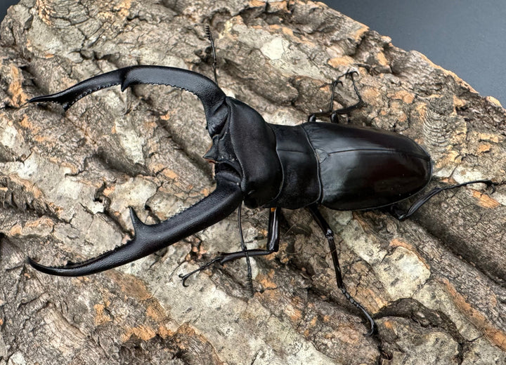 【WD】《マンディブラリスフタマタ 105.5mm ペア》