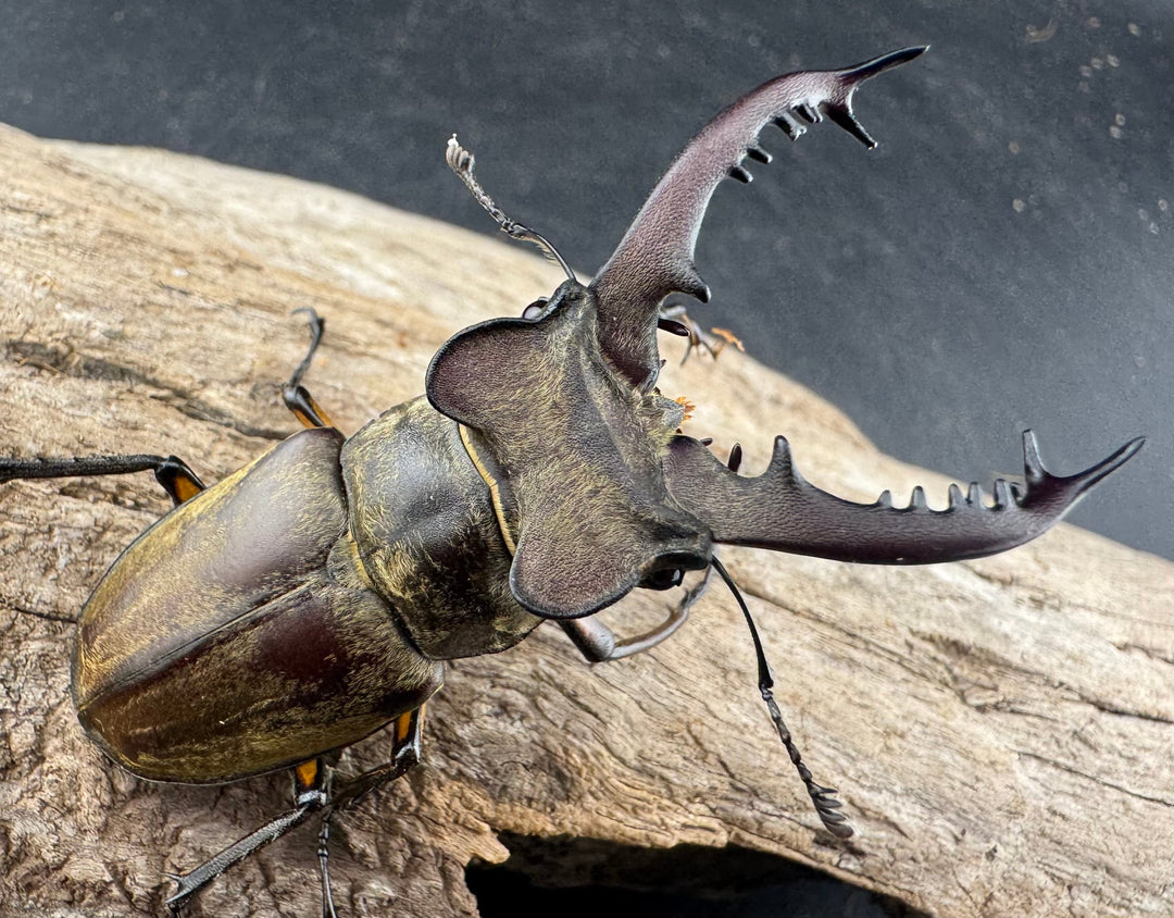 【WD】《ディボウスキーミヤマ原名亜種（チョウセンミヤマ） 遼寧省産 60mm ペア》