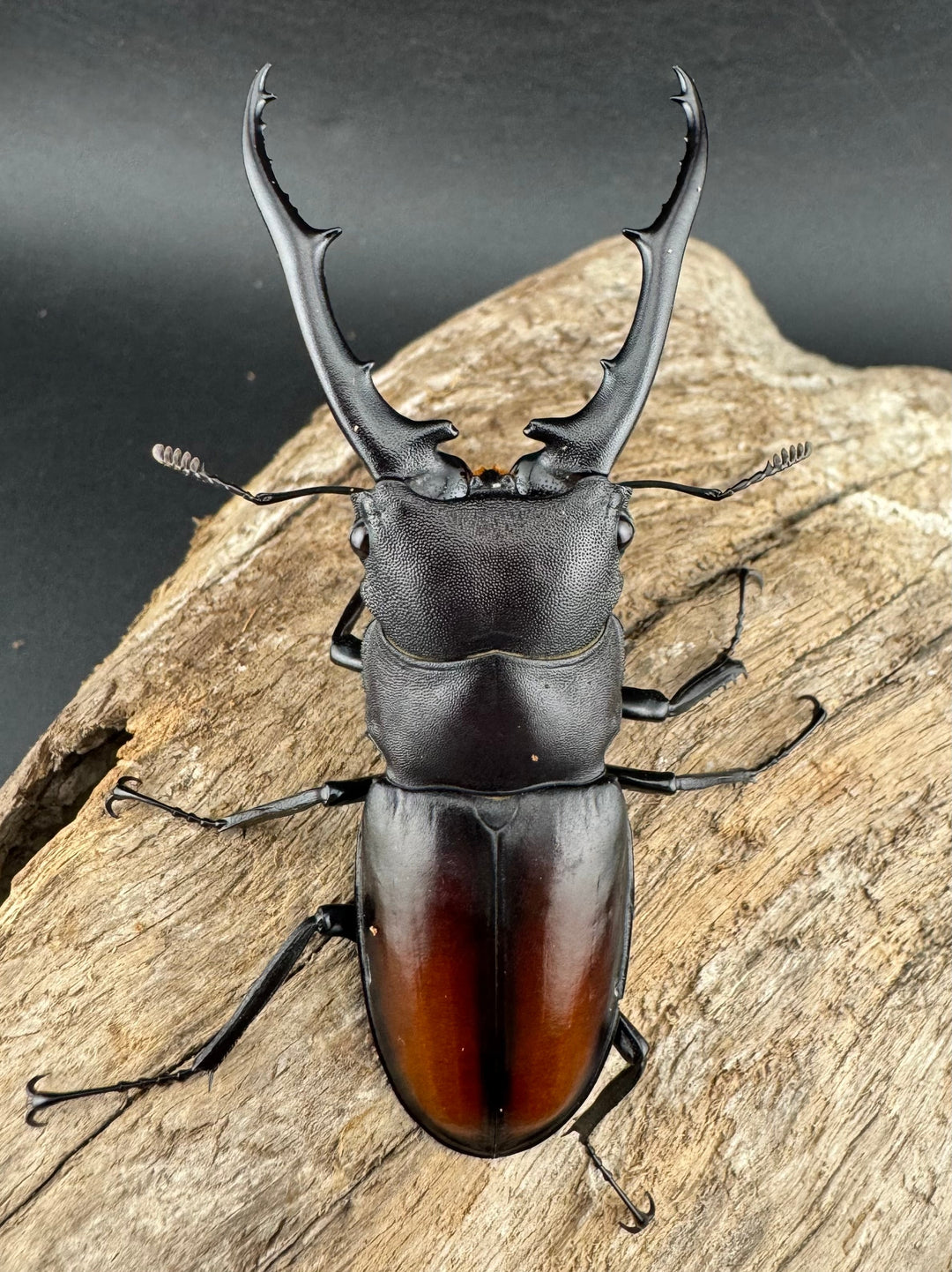 【WD】《ツカモトフタマタ 78mm ペア》